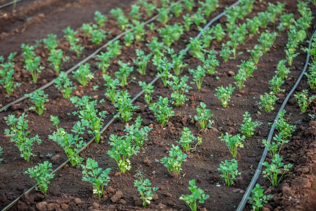 Drip tubing between rows of plants